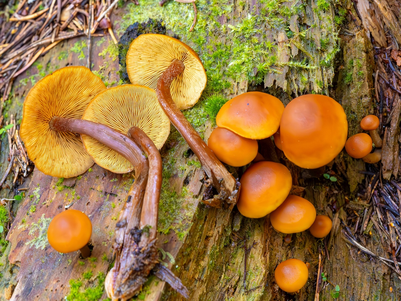 galerina-marginata_2023-09-14_1-17_