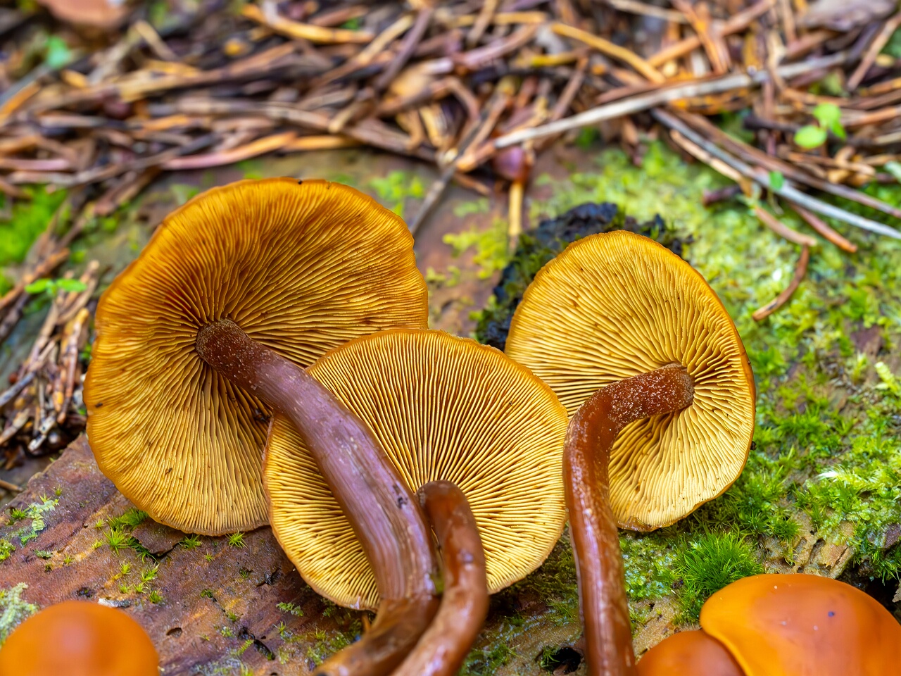 gymnopilus-picreus_2023-09-14_1-13