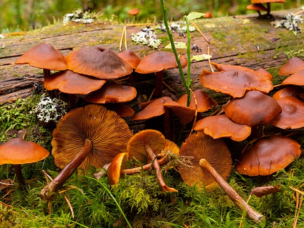 Гимнопил горький - Gymnopilus picreus