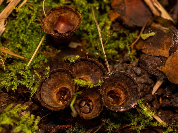 Циатус полосатый - Cyathus striatus