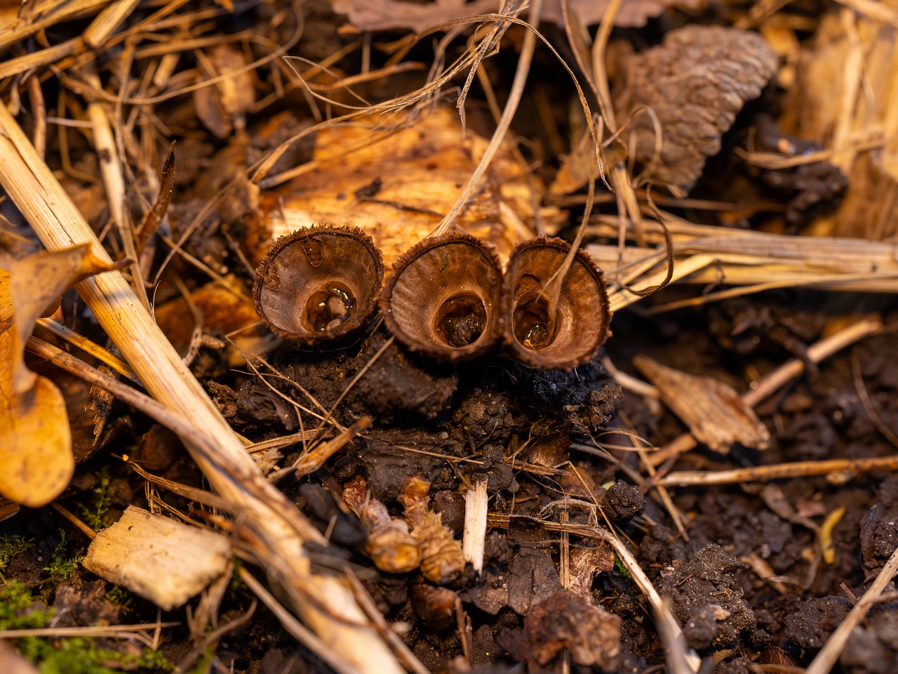 Сyathus striatus _2025-10-11_1-1