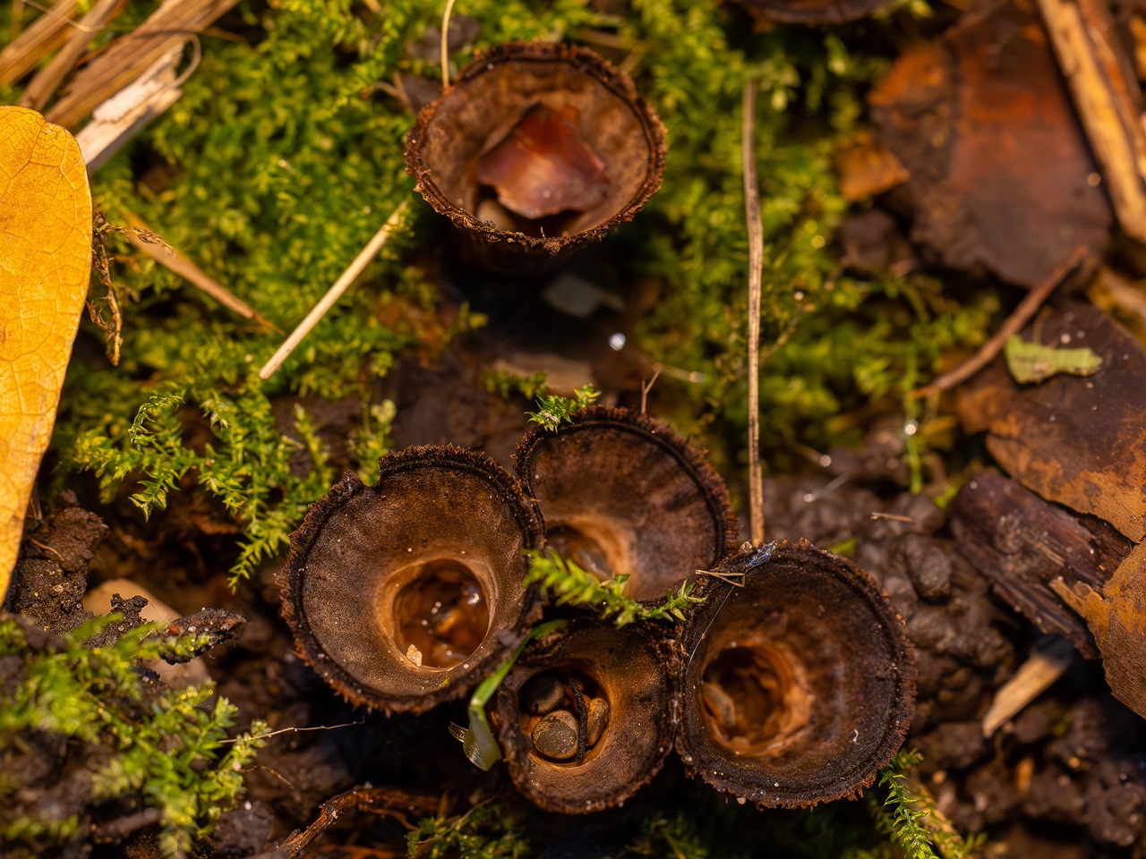 Сyathus striatus _2025-10-11_1-10