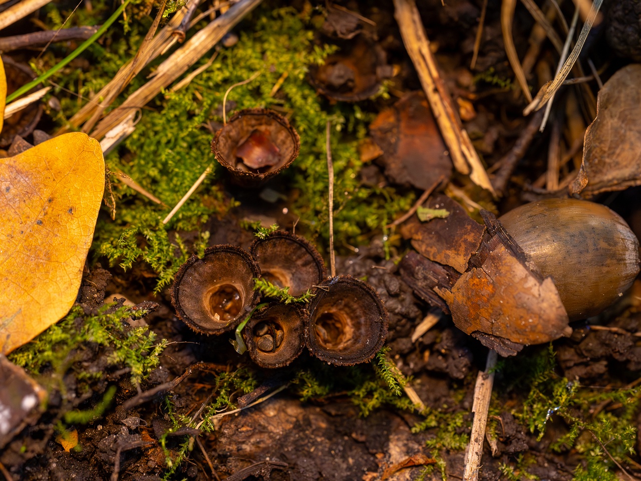 Сyathus striatus _2025-10-11_1-11