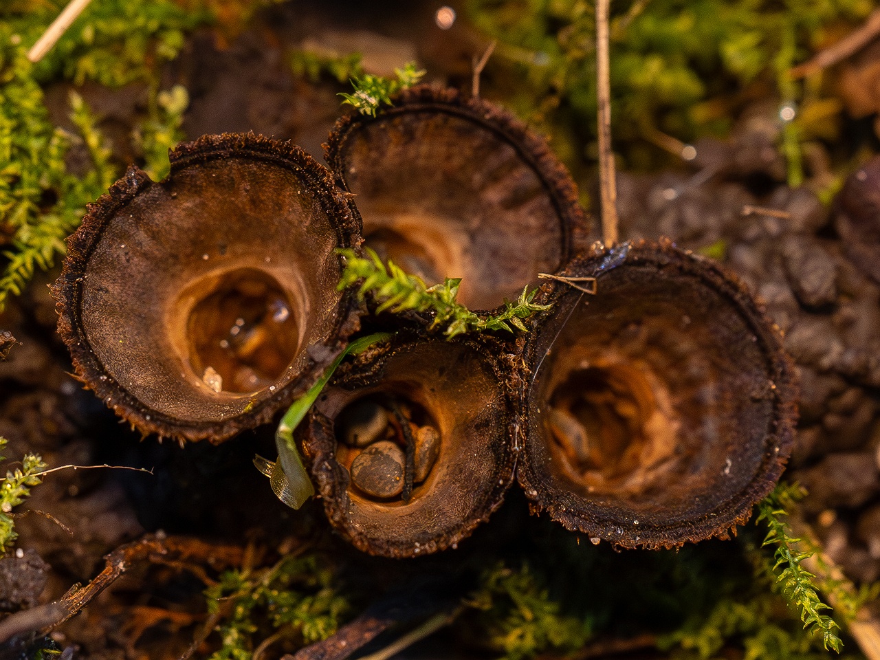 Сyathus striatus _2025-10-11_1-12