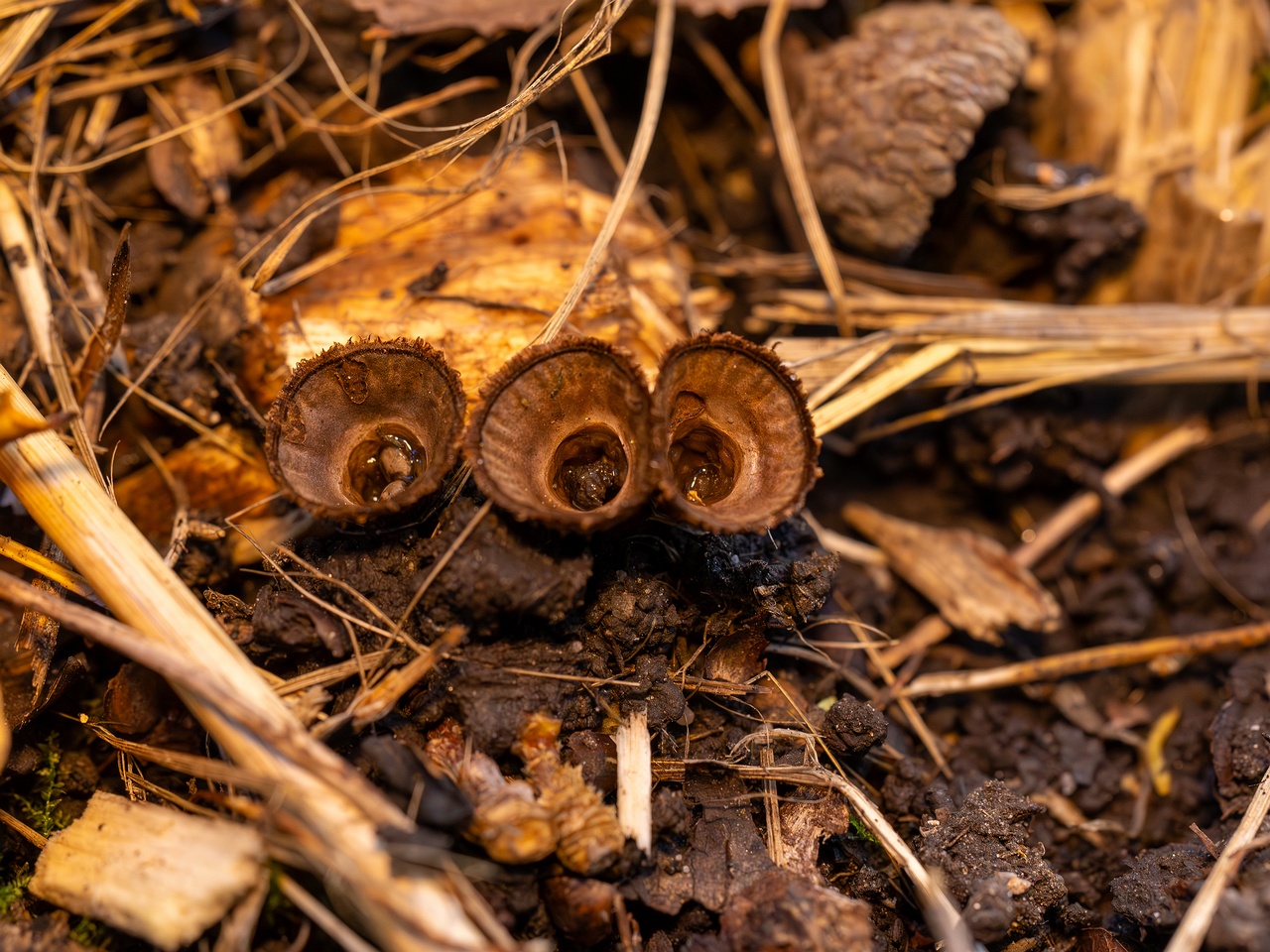 Сyathus striatus _2025-10-11_1-4