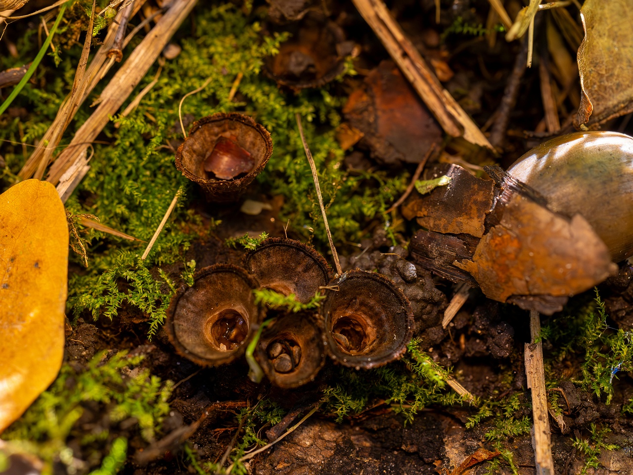 Сyathus striatus _2025-10-11_1-5