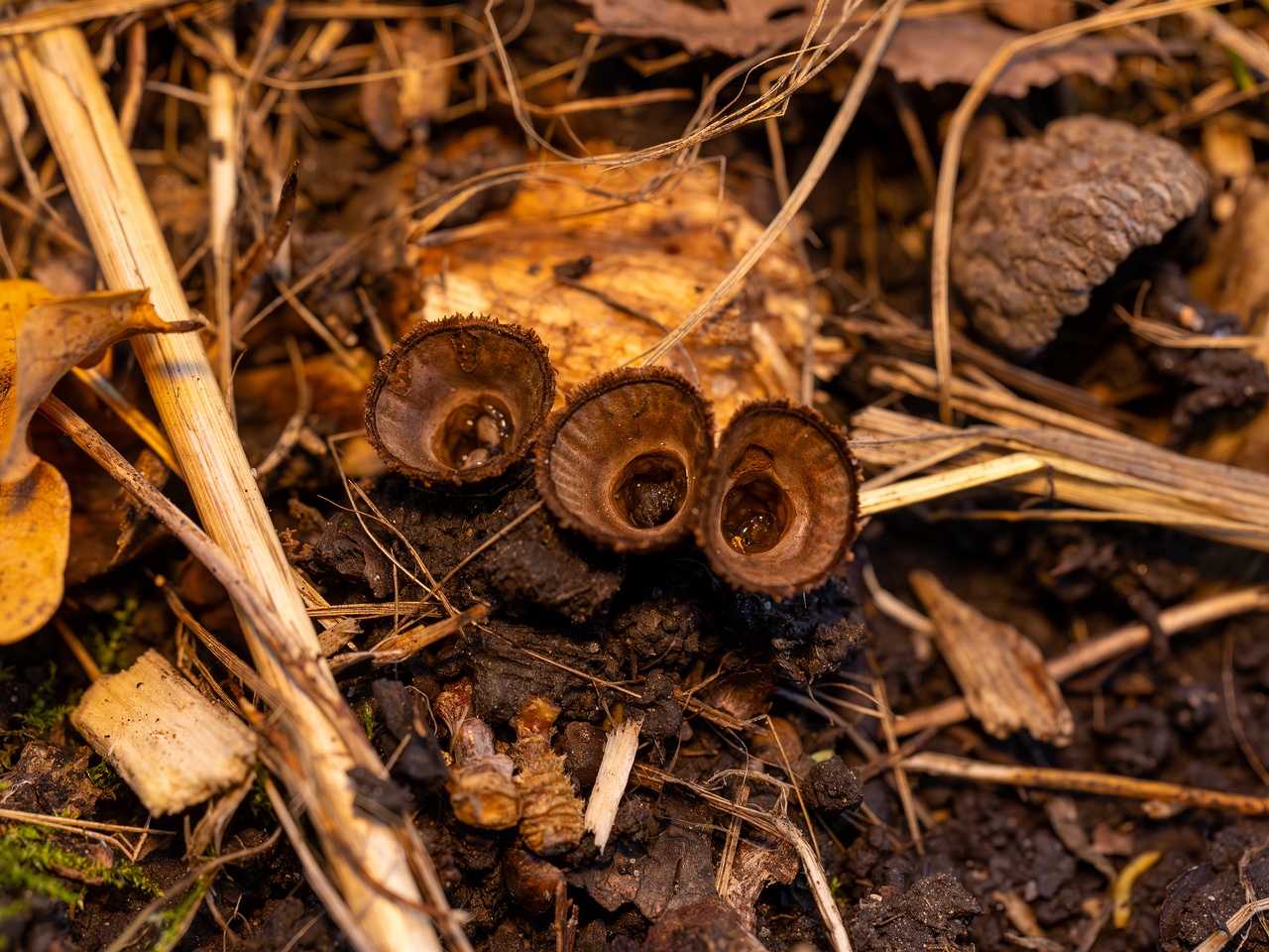 Сyathus striatus _2025-10-11_1-7