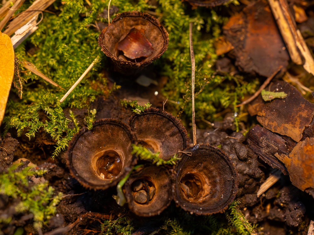 Сyathus striatus _2025-10-11_1-8