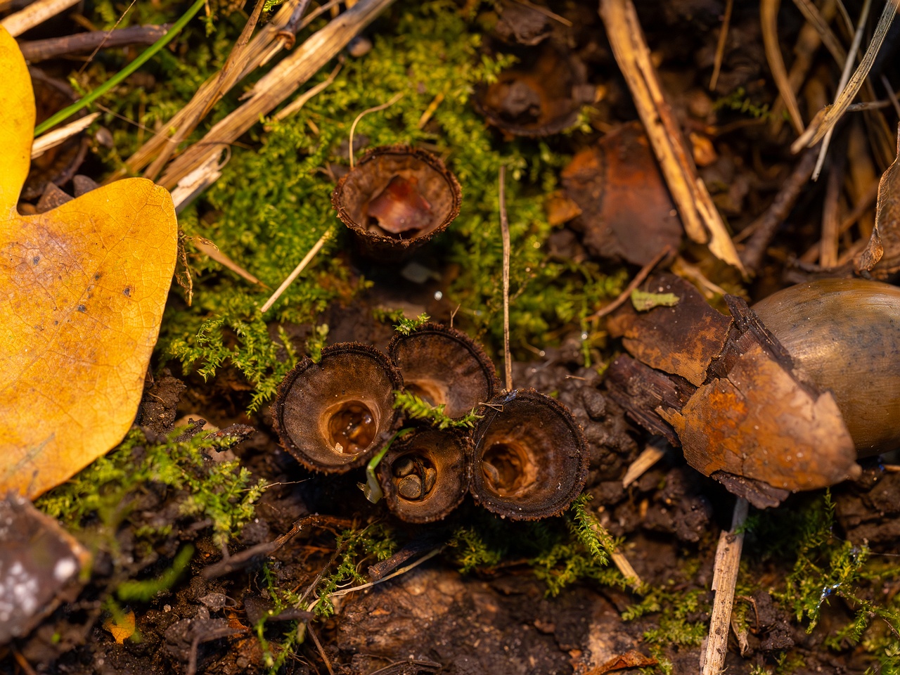 Сyathus striatus _2025-10-11_1-9