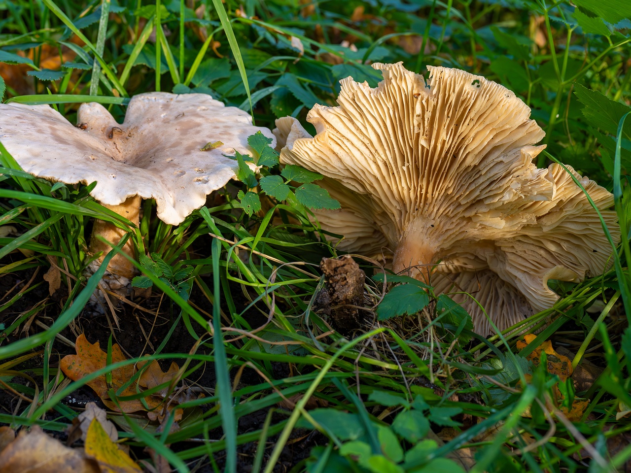 Infundibulicybe geotropa _2025-10-11_1-3