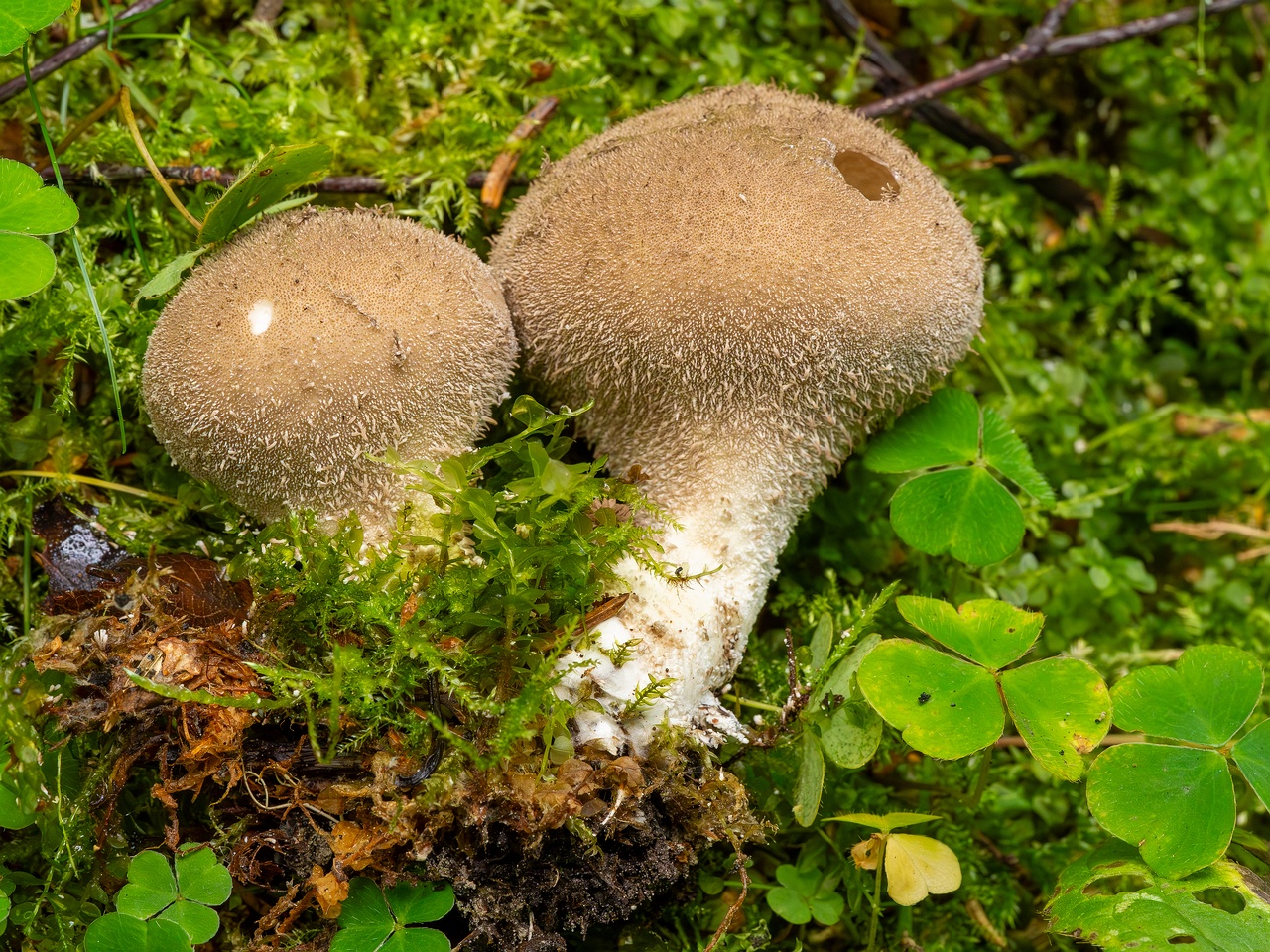 Lycoperdon umbrinum _2023-08-13_1-6