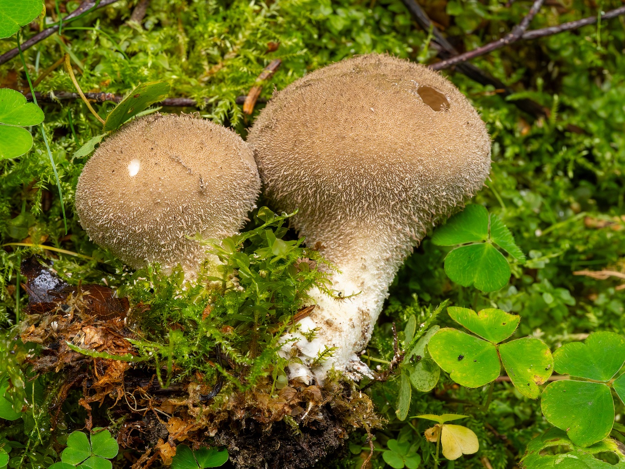 Lycoperdon umbrinum _2023-08-13_1-7