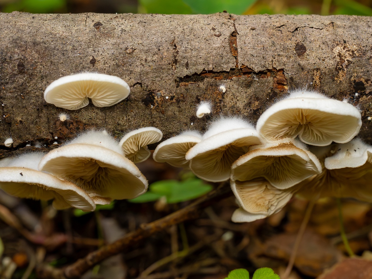 !Crepidotus calolepis _2025-09-07_1-5