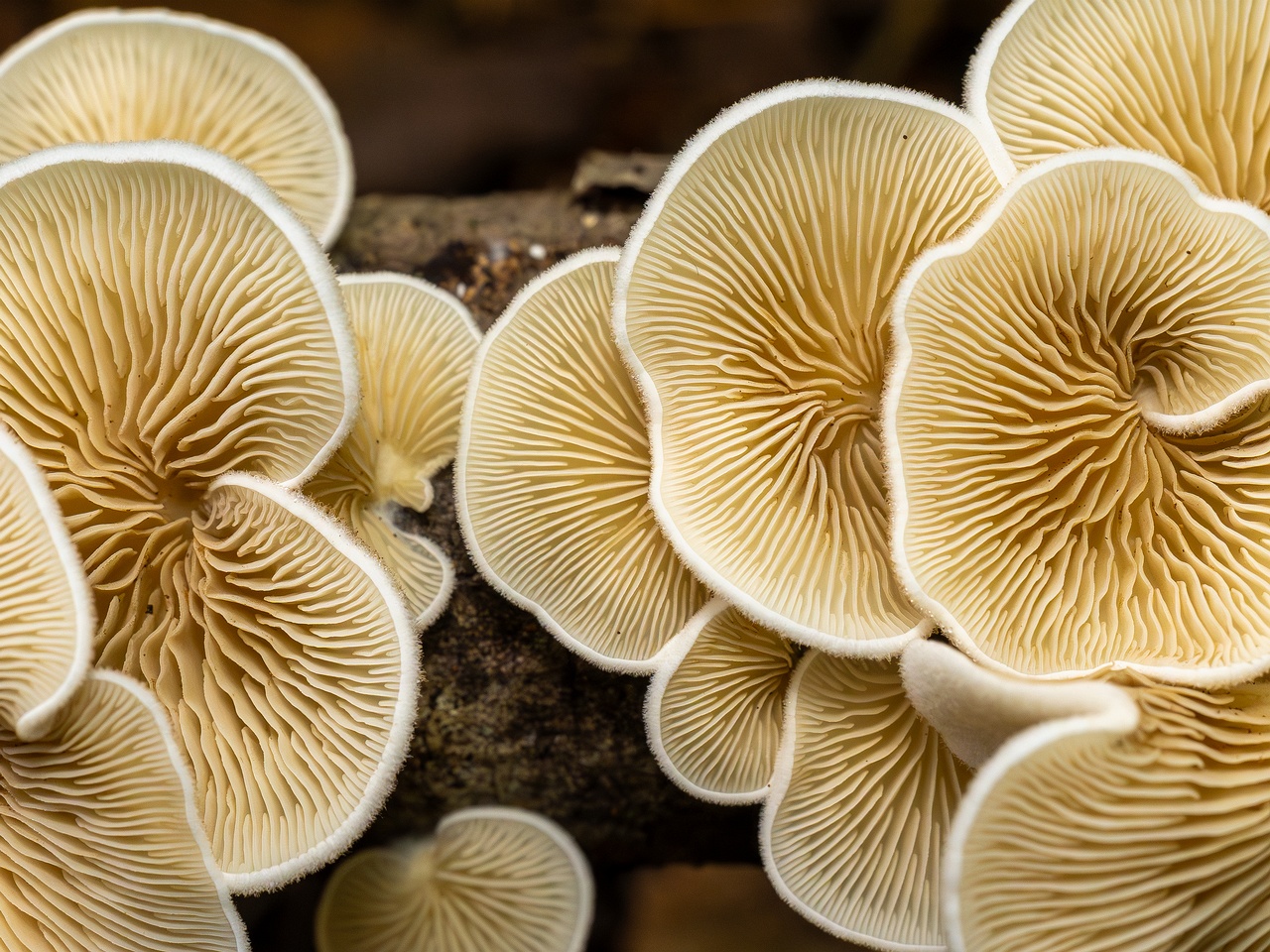 Crepidotus calolepis _2025-09-07_1-11