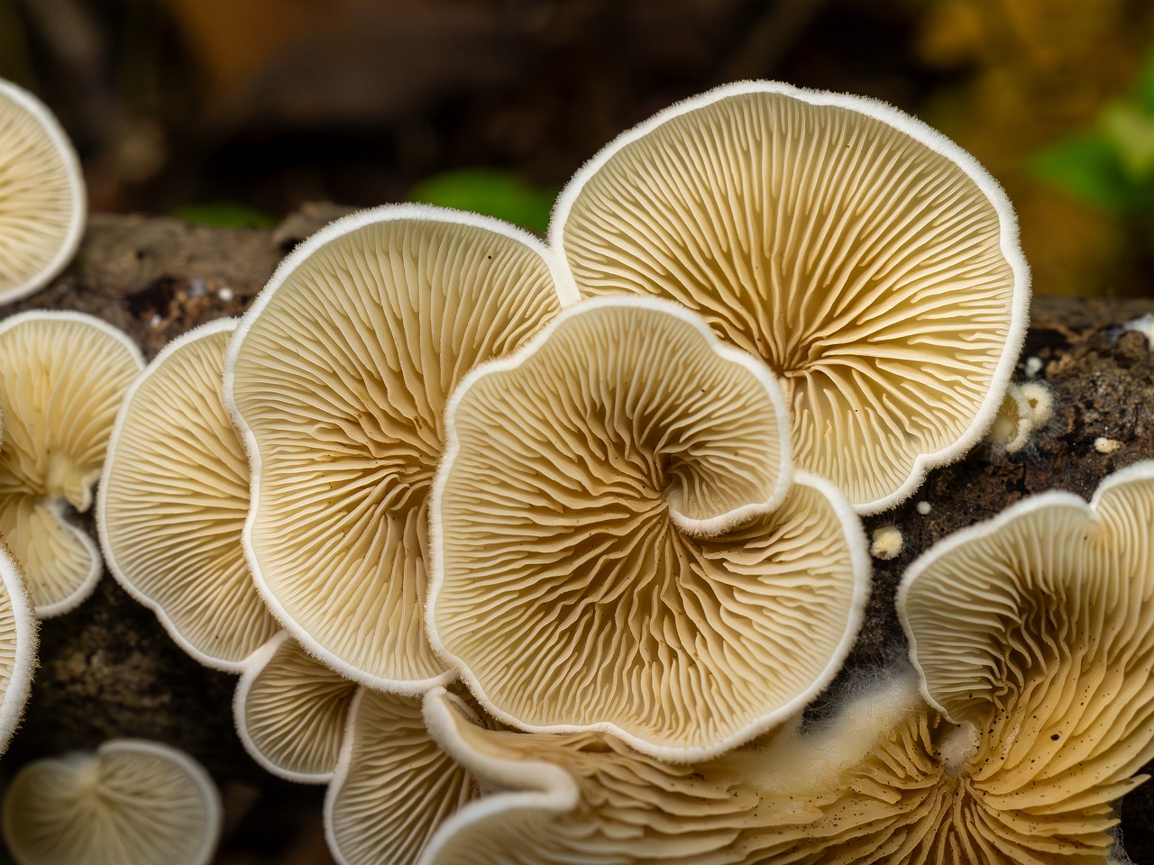 Crepidotus calolepis _2025-09-07_1-14