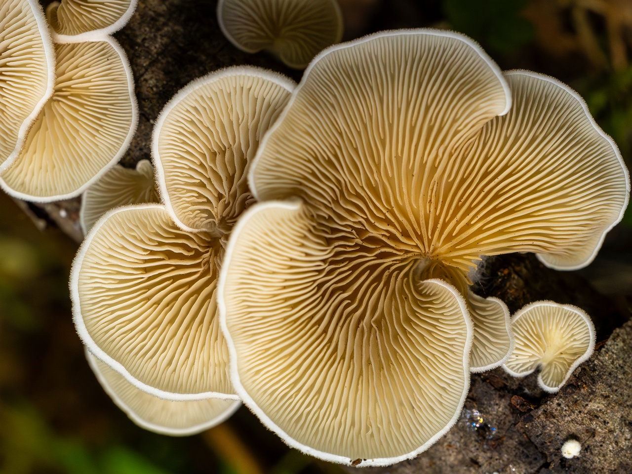 Crepidotus calolepis _2025-09-07_1-15