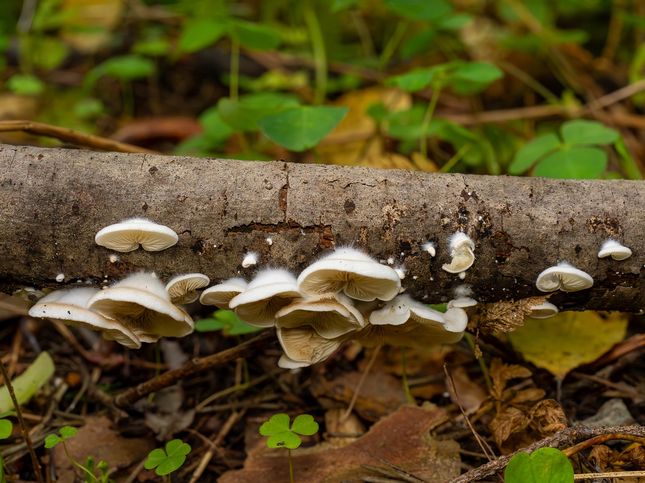 Crepidotus calolepis _2025-09-07_1-7