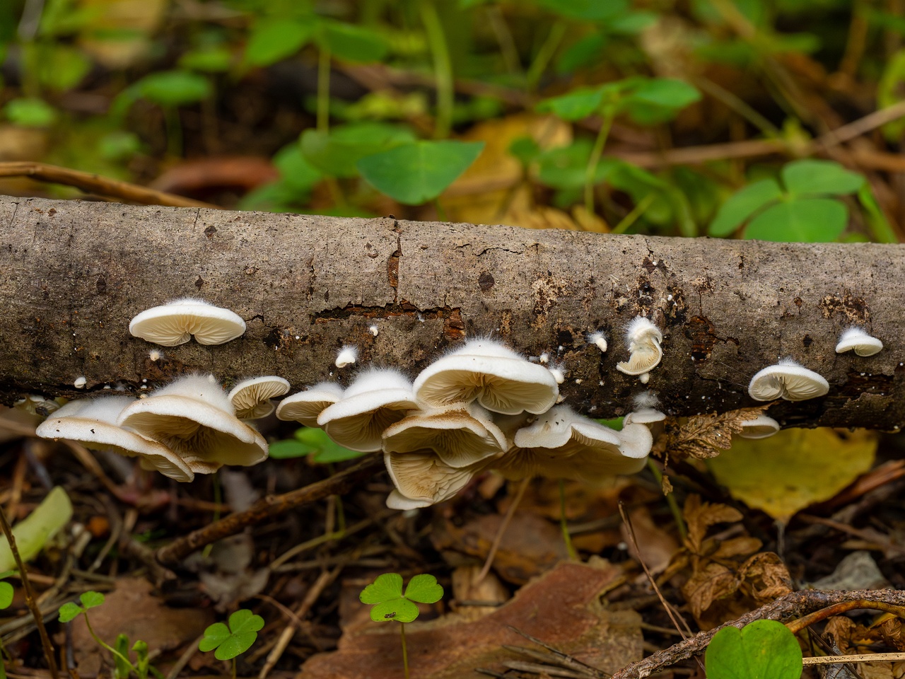 Crepidotus calolepis _2025-09-07_1-8