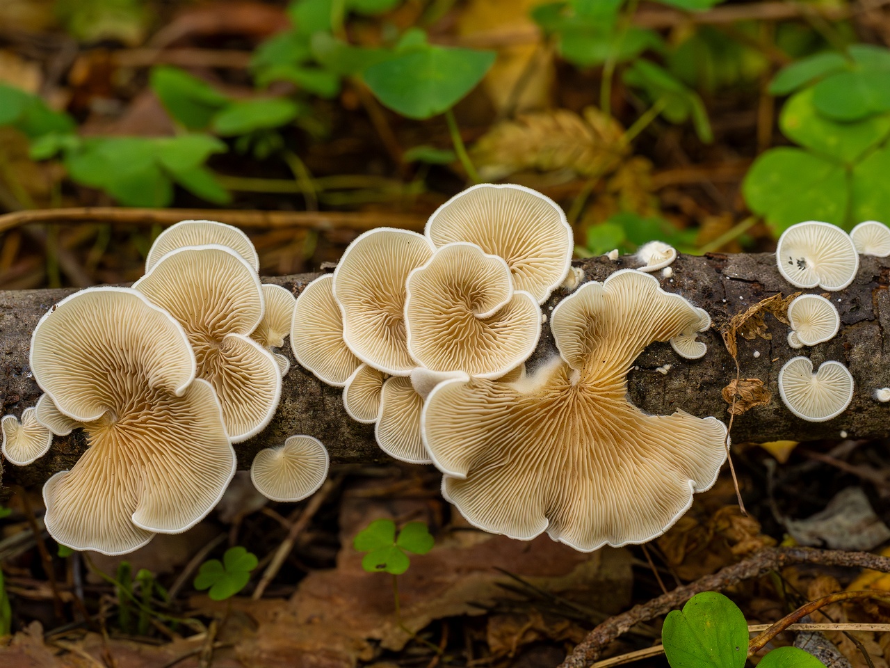 Crepidotus calolepis _2025-09-07_1-9