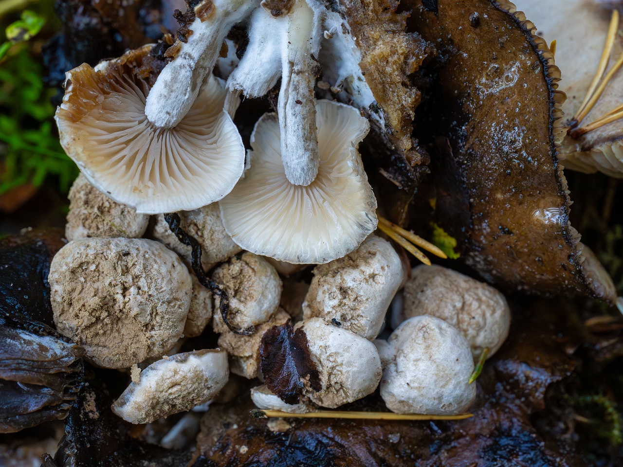 !Asterophora lycoperdoides _2025-09-13_1-12
