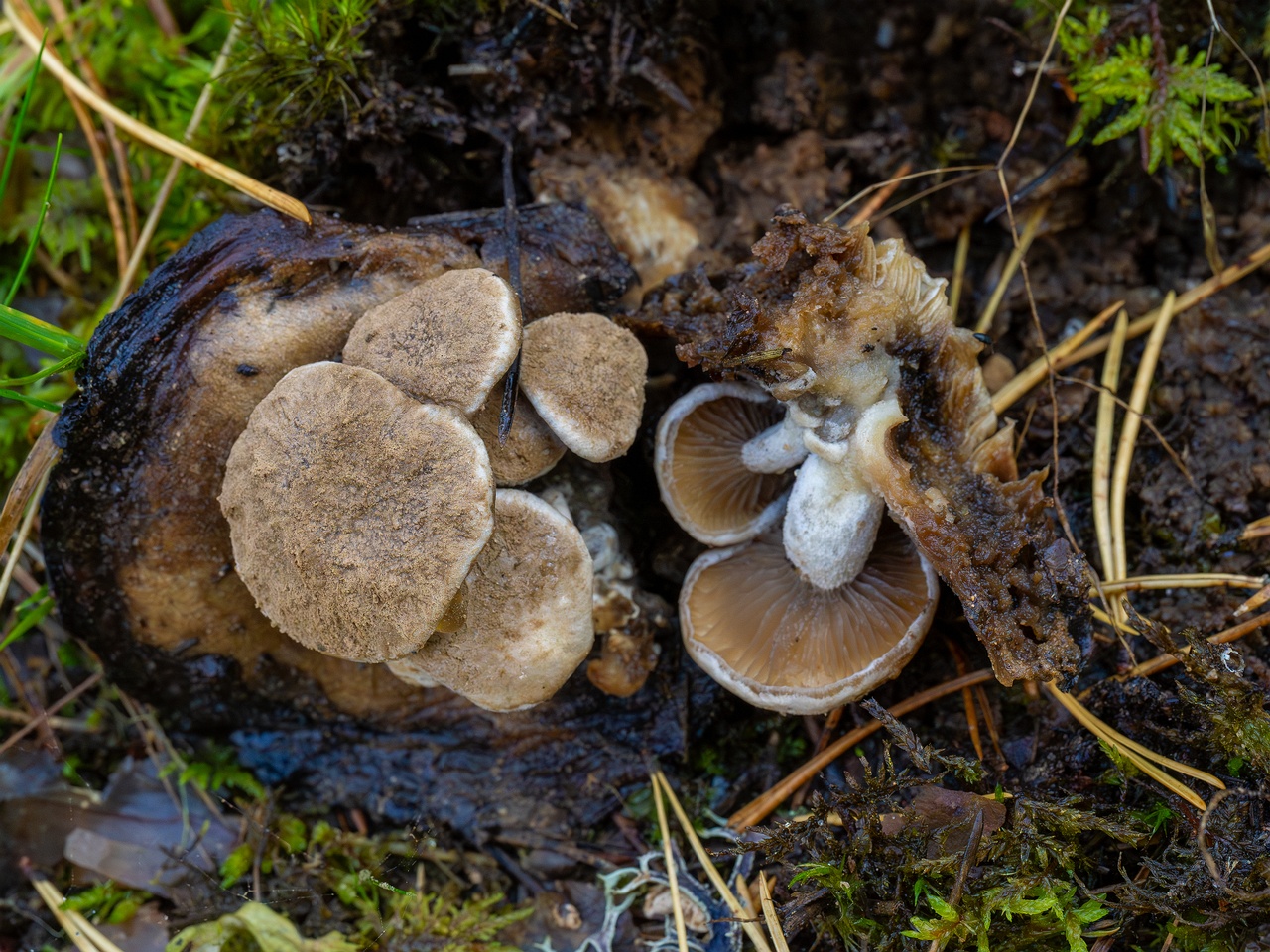 Asterophora lycoperdoides _2025-09-13_1-1