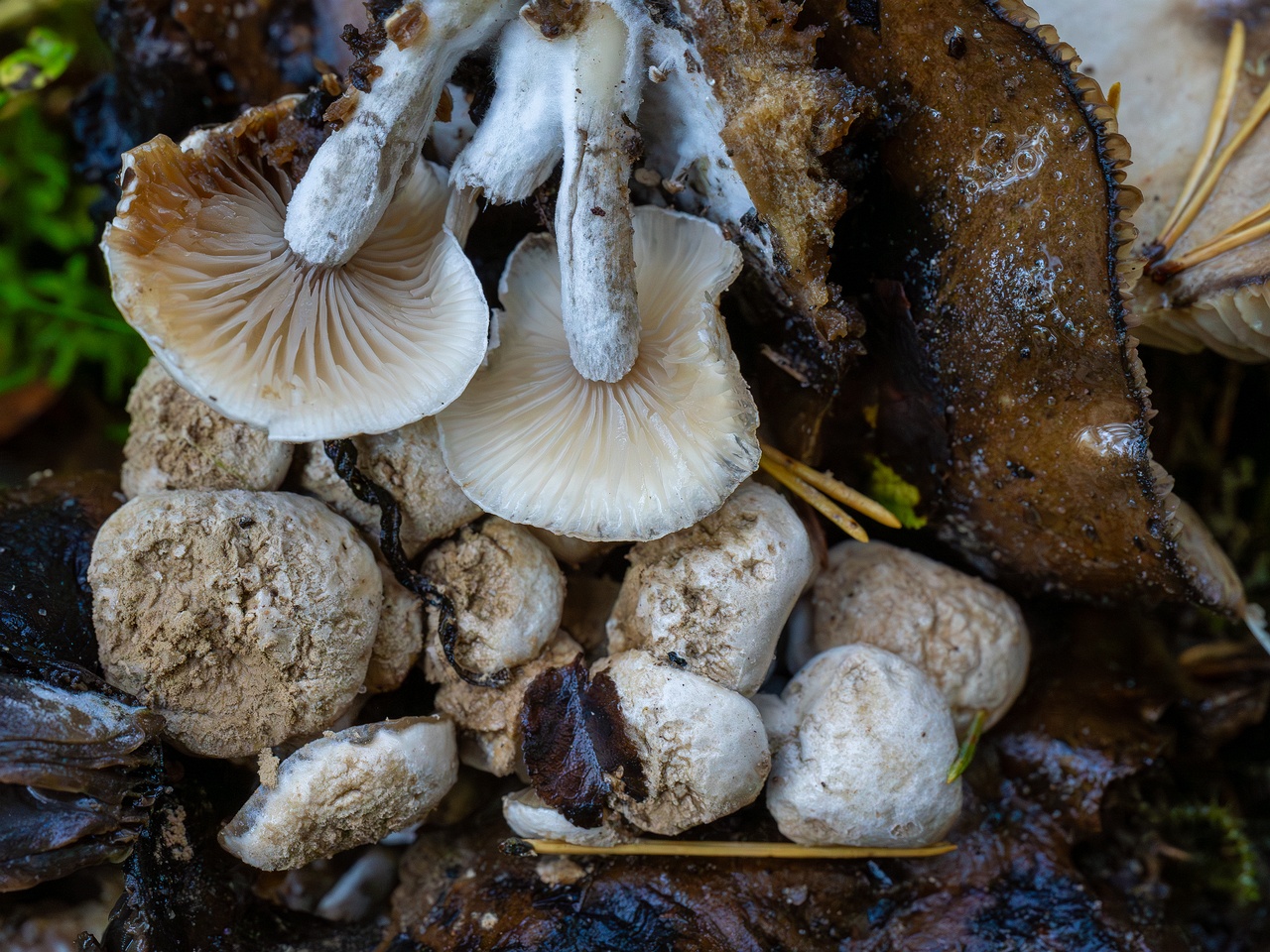 Asterophora lycoperdoides _2025-09-13_1-10