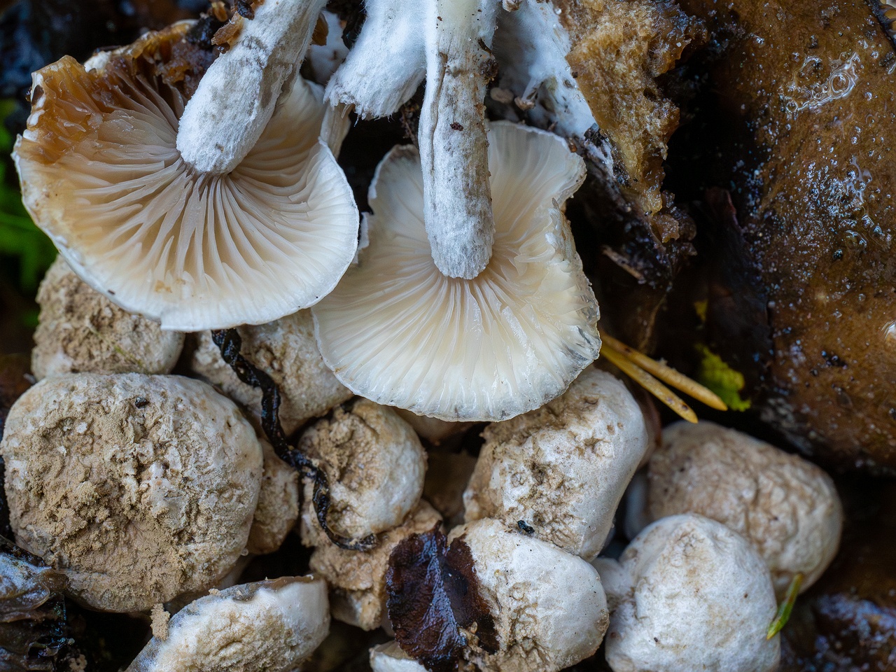Asterophora lycoperdoides _2025-09-13_1-11