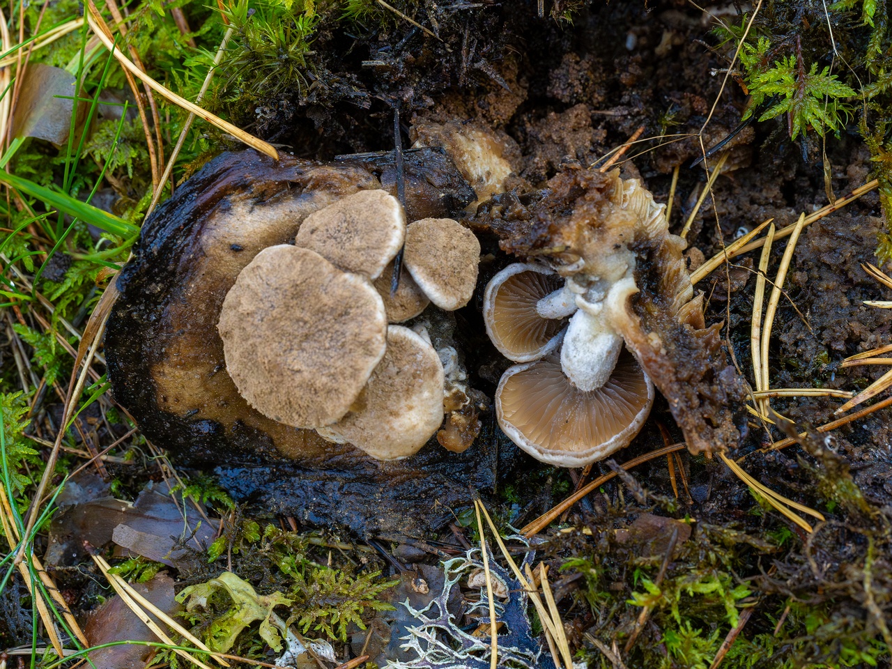 Asterophora lycoperdoides _2025-09-13_1-2