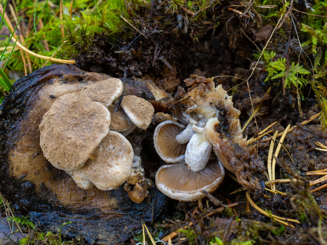 Asterophora lycoperdoides _2025-09-13_1-3
