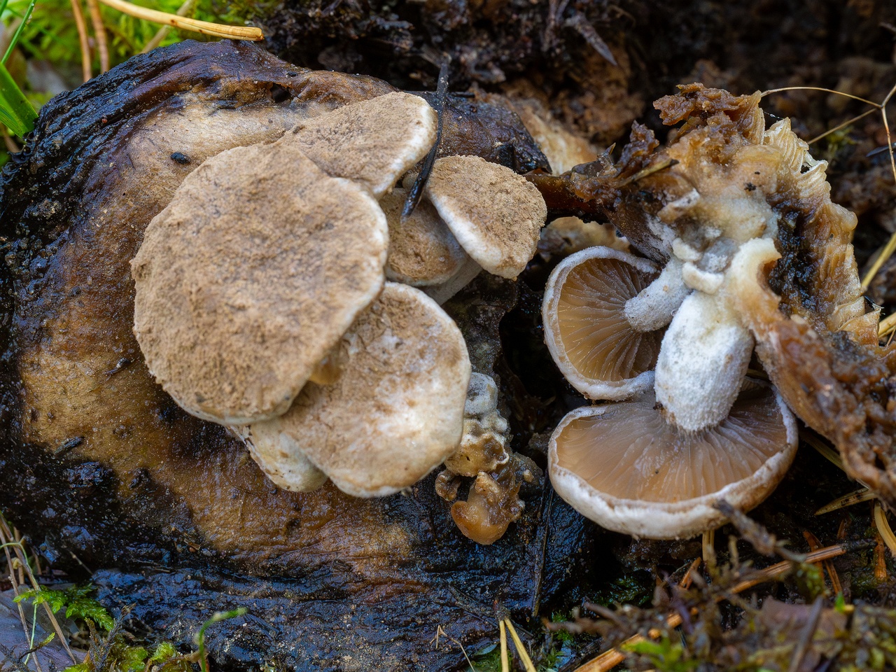 Asterophora lycoperdoides _2025-09-13_1-5