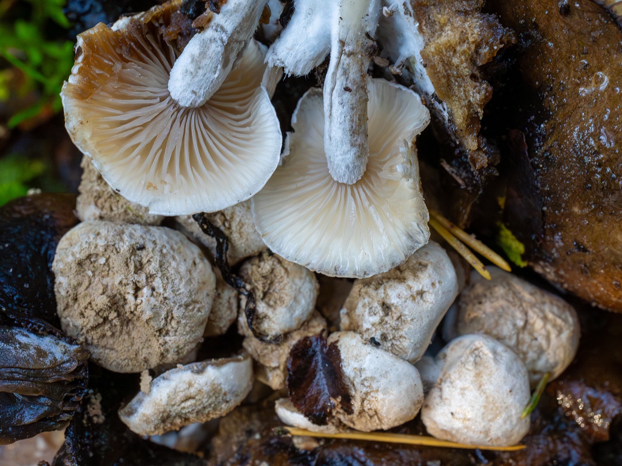 Asterophora lycoperdoides _2025-09-13_1-7