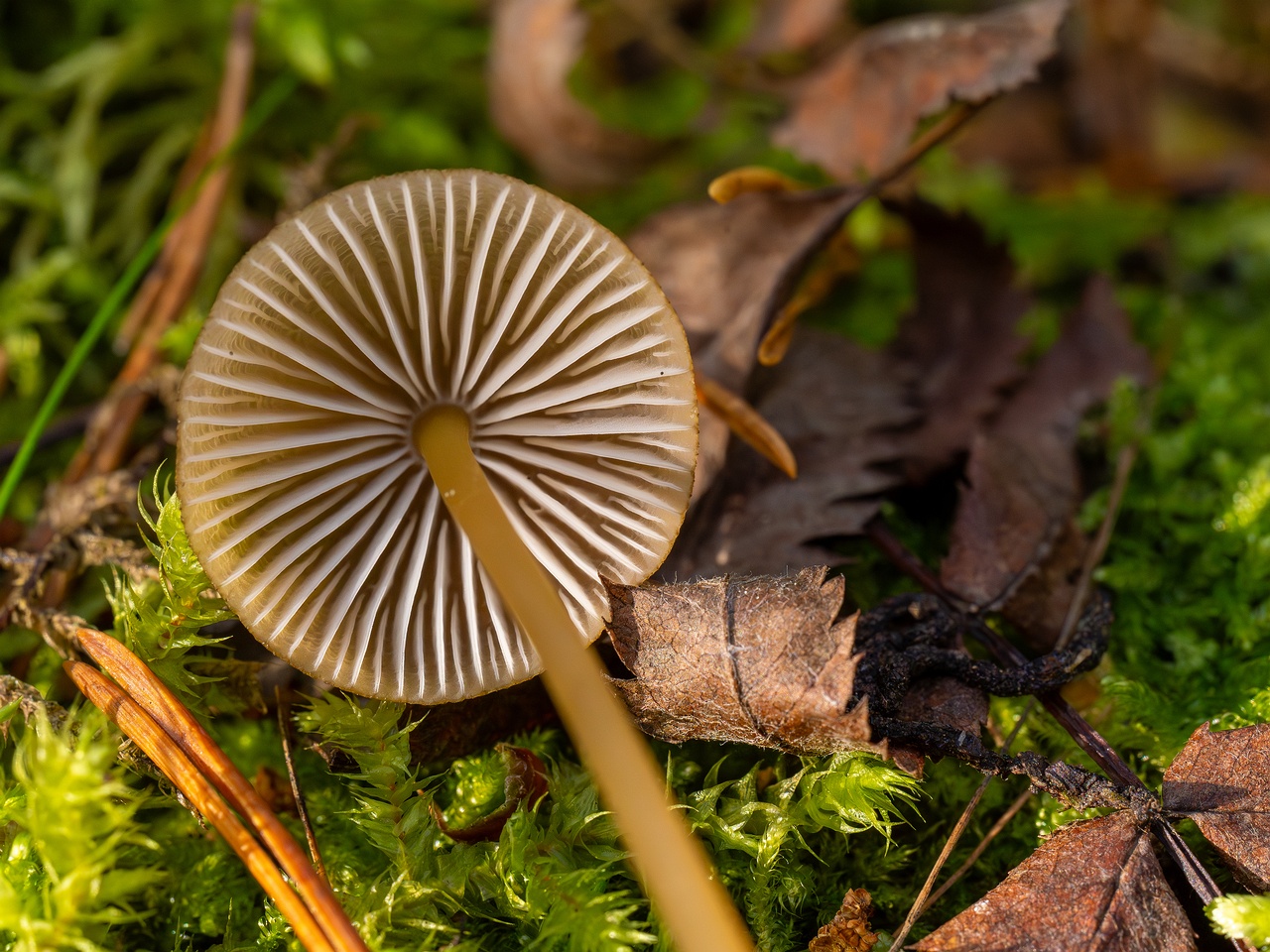 Mycena viridimarginata _2025-09-27_1-2