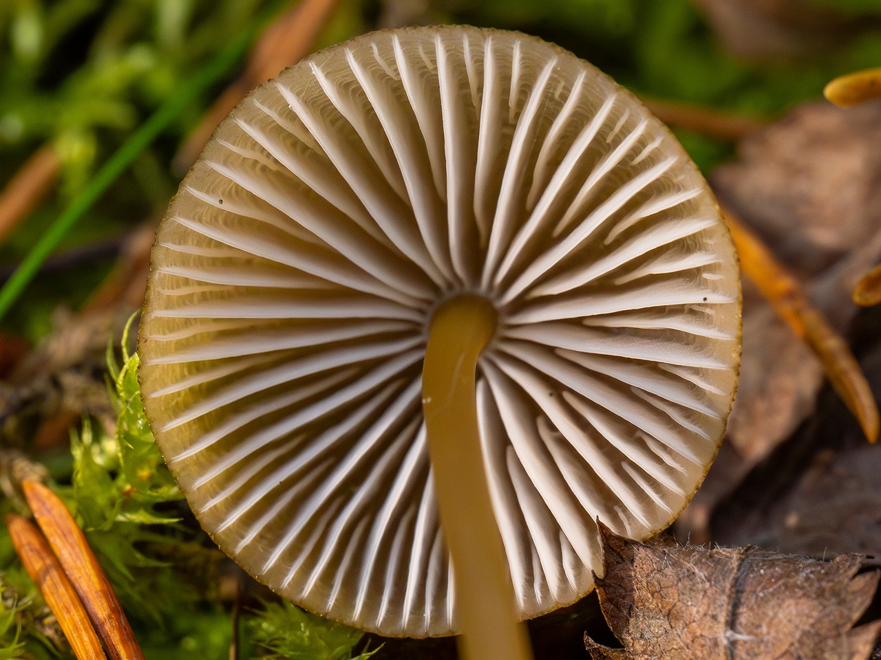 Mycena viridimarginata _2025-09-27_1-3