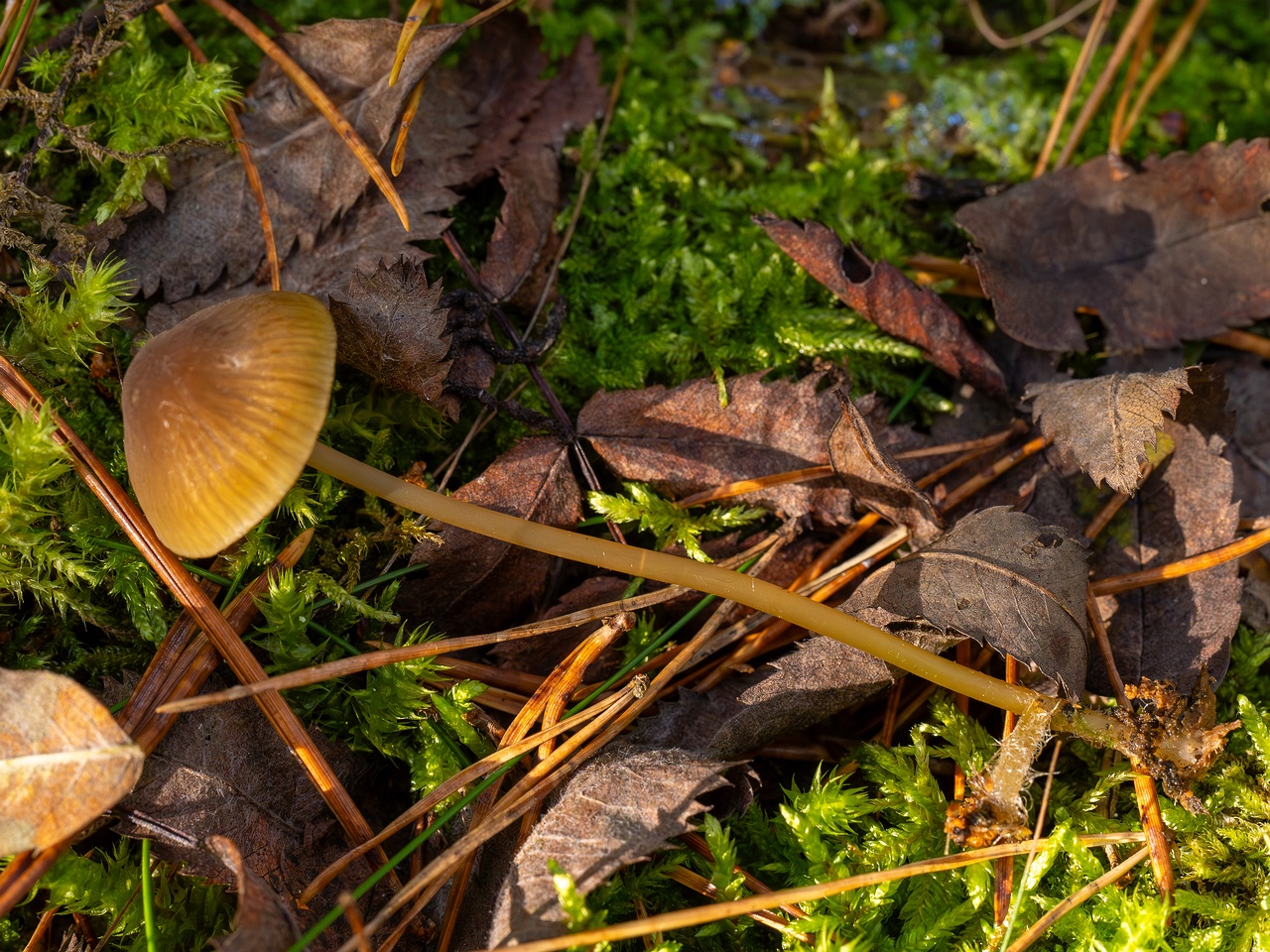 Mycena viridimarginata _2025-09-27_1-6