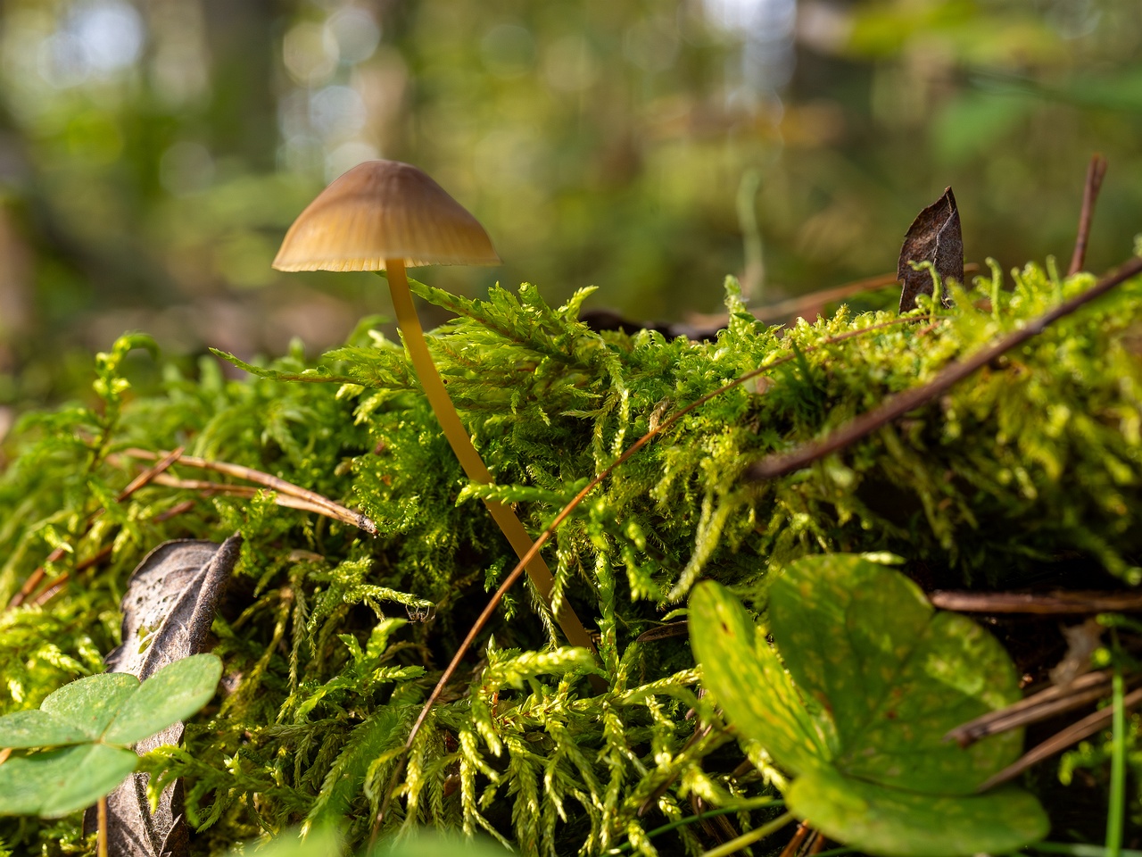 Mycena viridimarginata _2025-09-27_2-5
