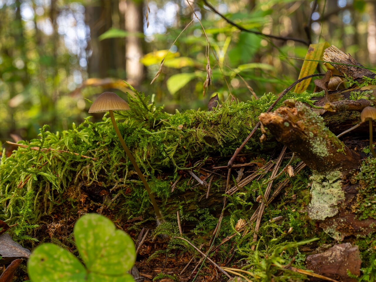 Mycena viridimarginata _2025-09-27_2-6