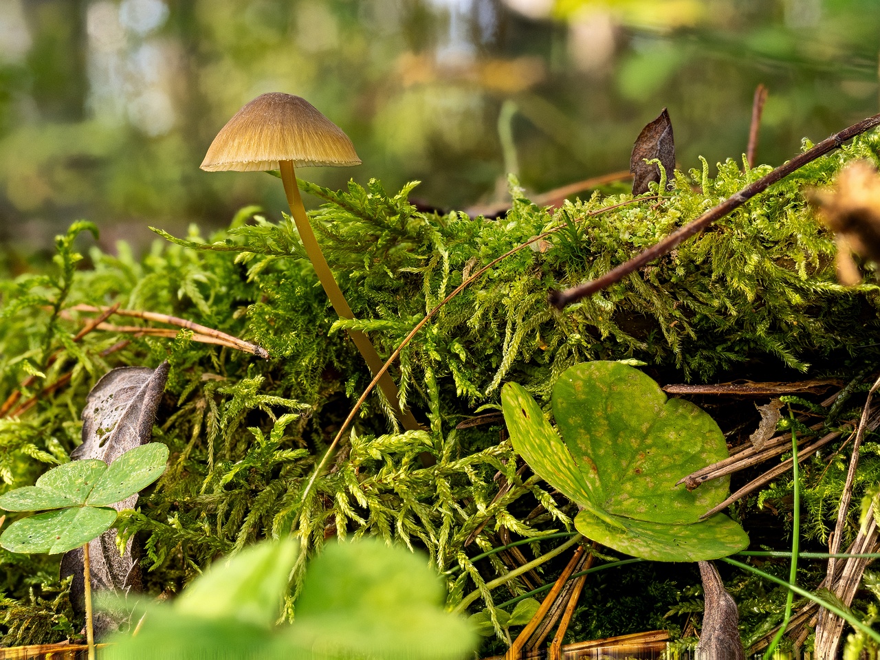 Mycena viridimarginata _2025-09-27_3-1