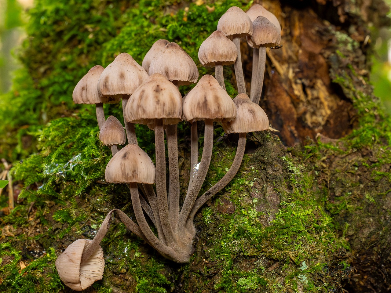 !Mycena haematopus _2025-09-07_1-4