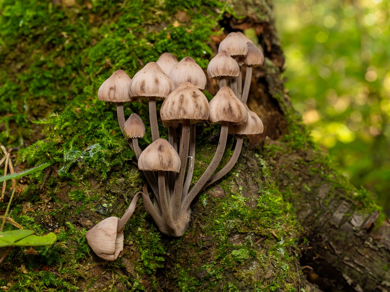 Mycena haematopus _2025-09-07_1-2
