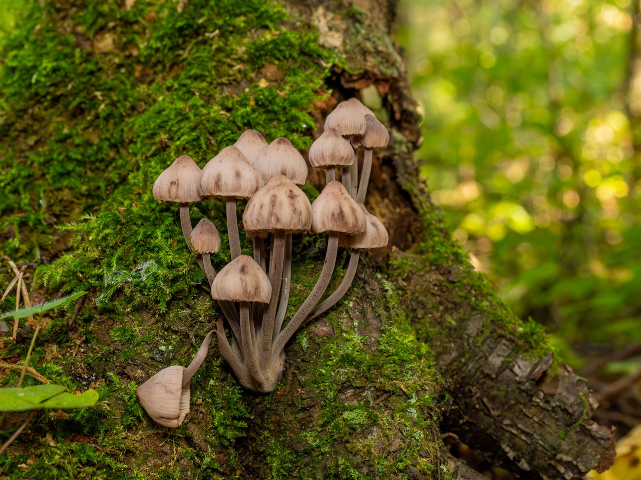 Mycena haematopus _2025-09-07_1-3