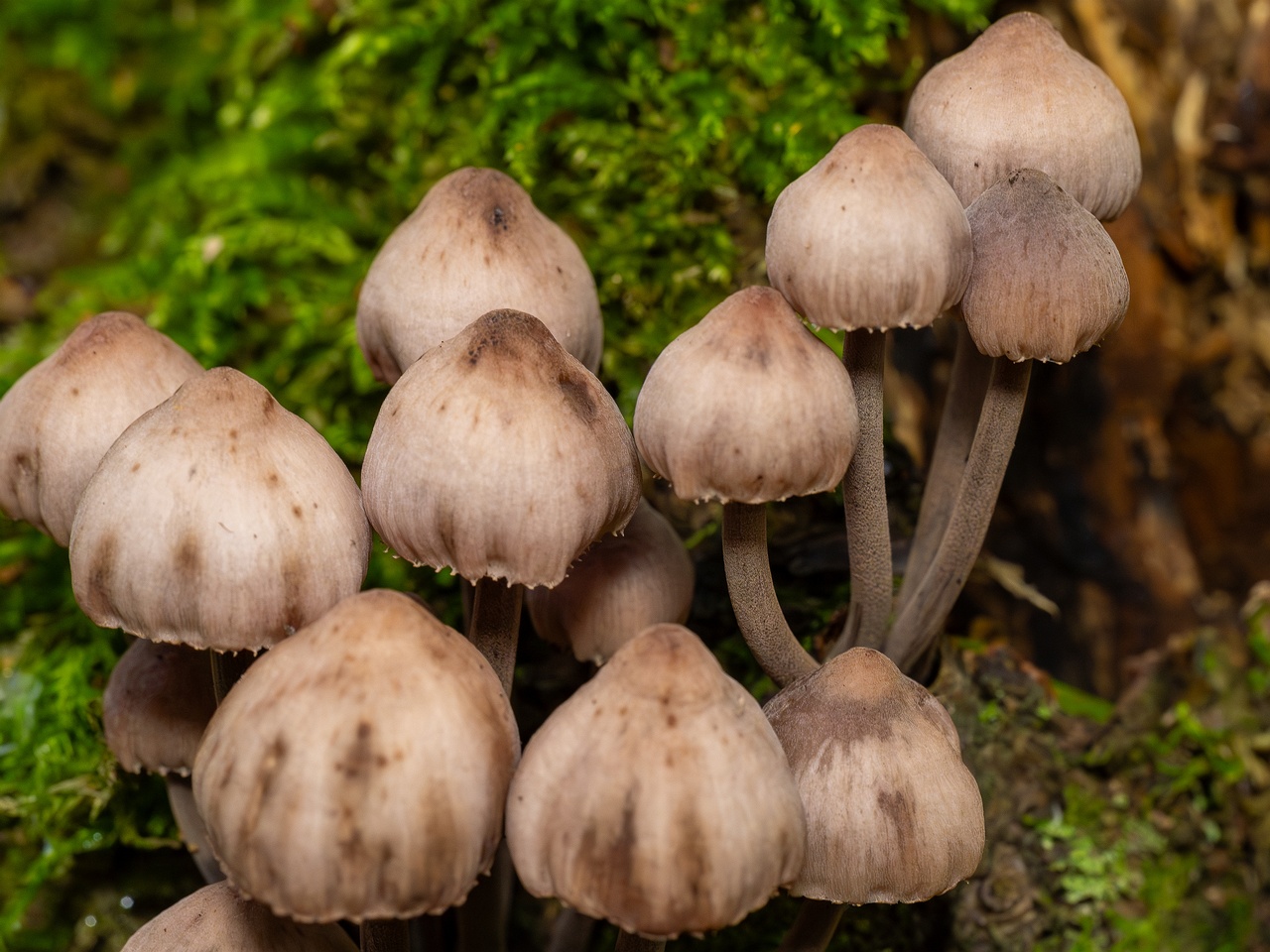 Mycena haematopus _2025-09-07_1-7