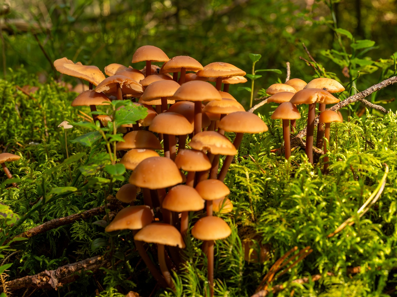 Connopus acervatus _2025-09-06_1-1