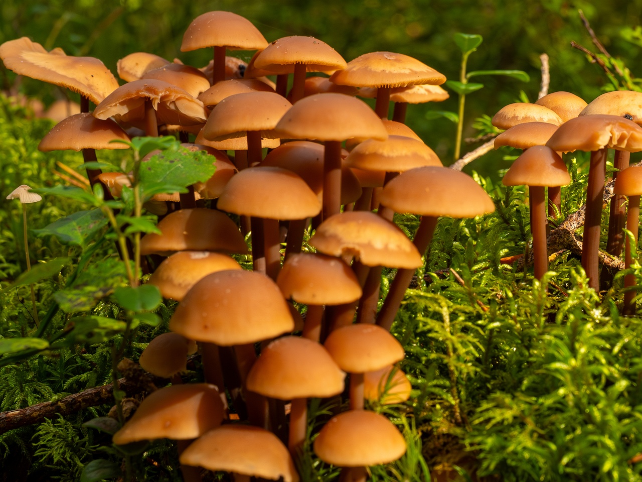 Connopus acervatus _2025-09-06_1-2