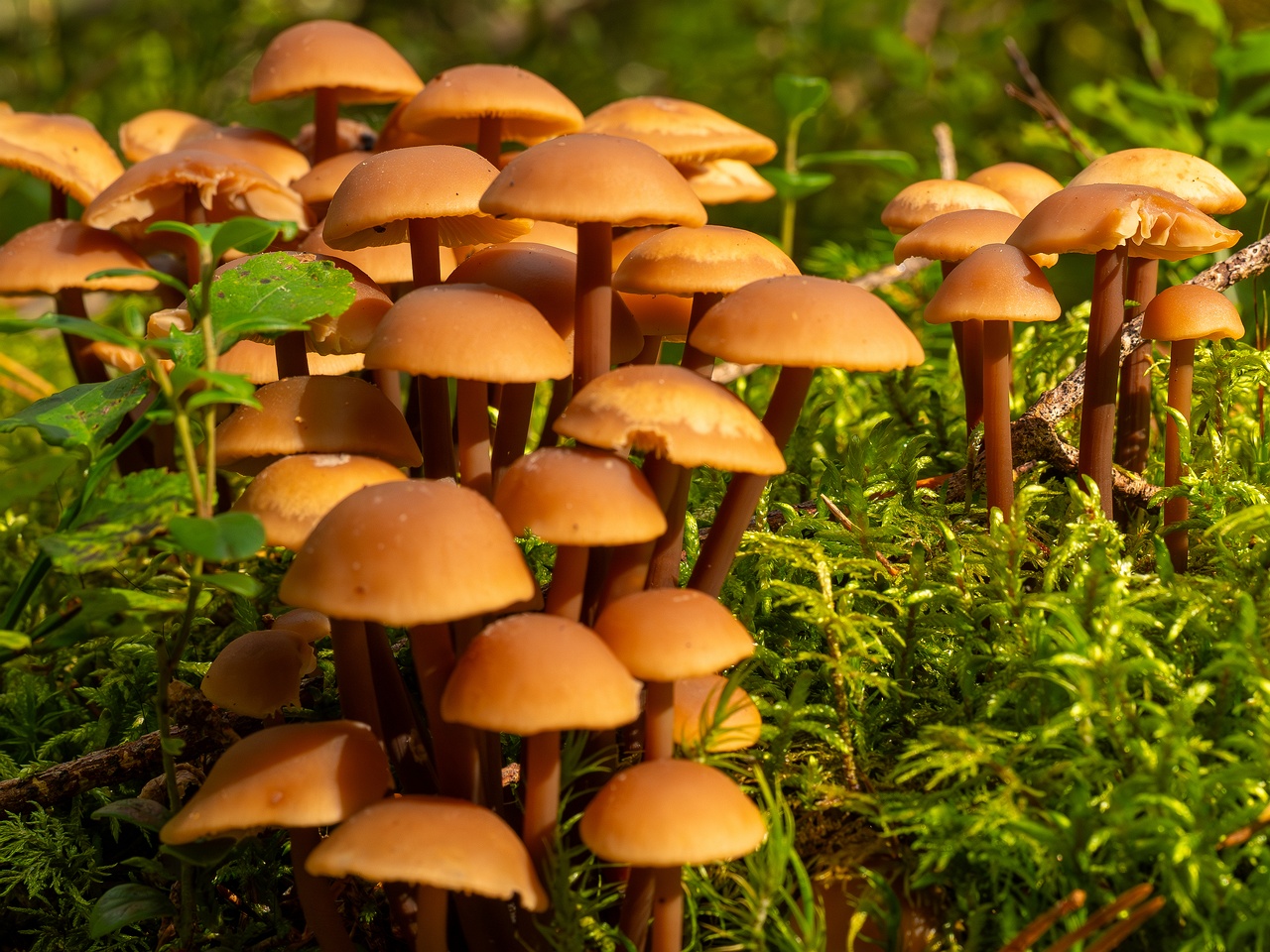 Connopus acervatus _2025-09-06_1-4