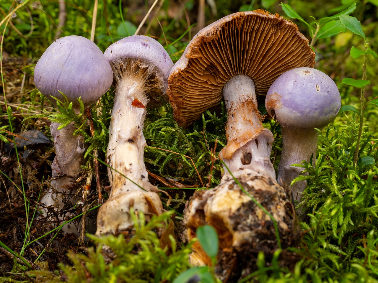 !Cortinarius traganus _2025-09-06_1-14