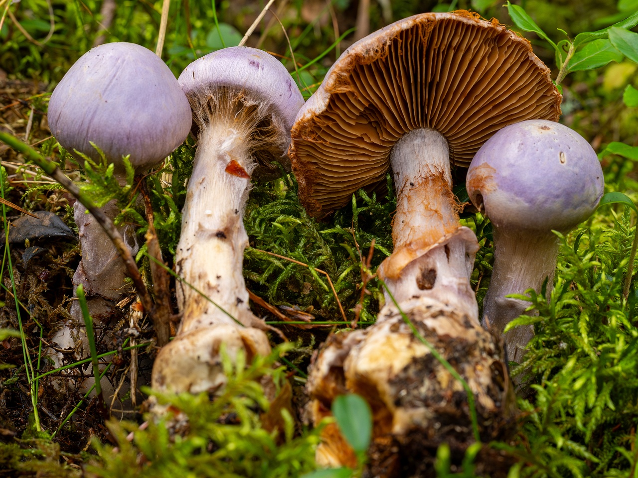 Cortinarius traganus _2025-09-06_1-11