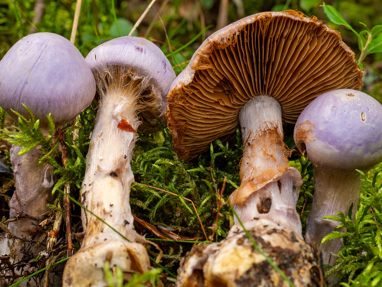 Cortinarius traganus _2025-09-06_1-12