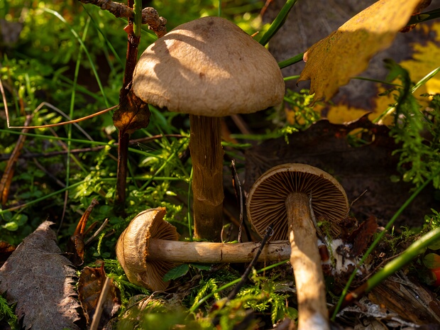 Паутинник редечный - Cortinarius raphanoides