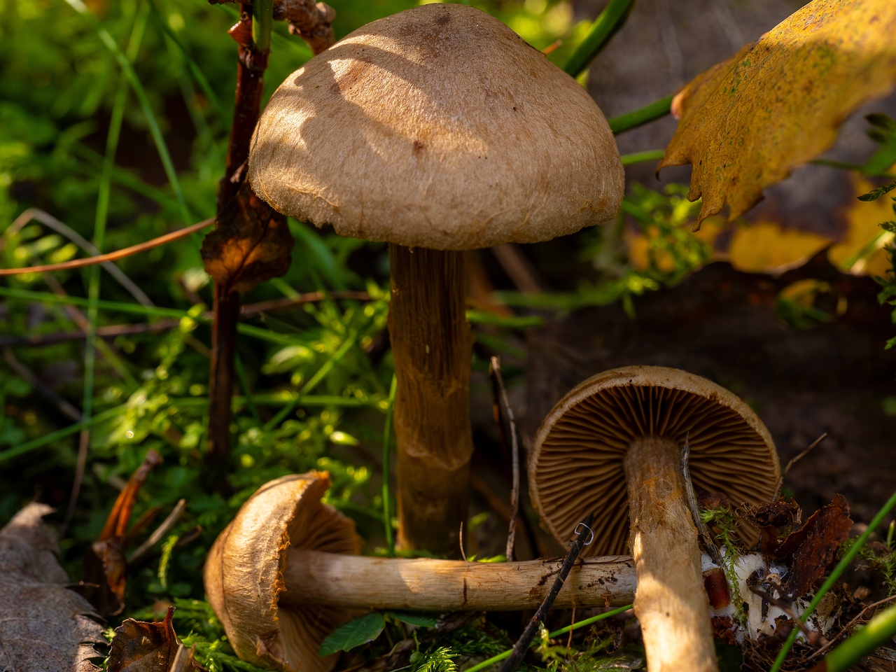 Cortinarius raphanoides _2025-09-07_1-10