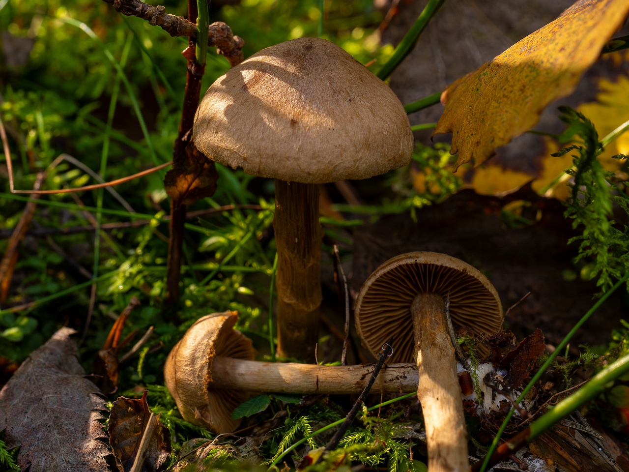 Cortinarius raphanoides _2025-09-07_1-11